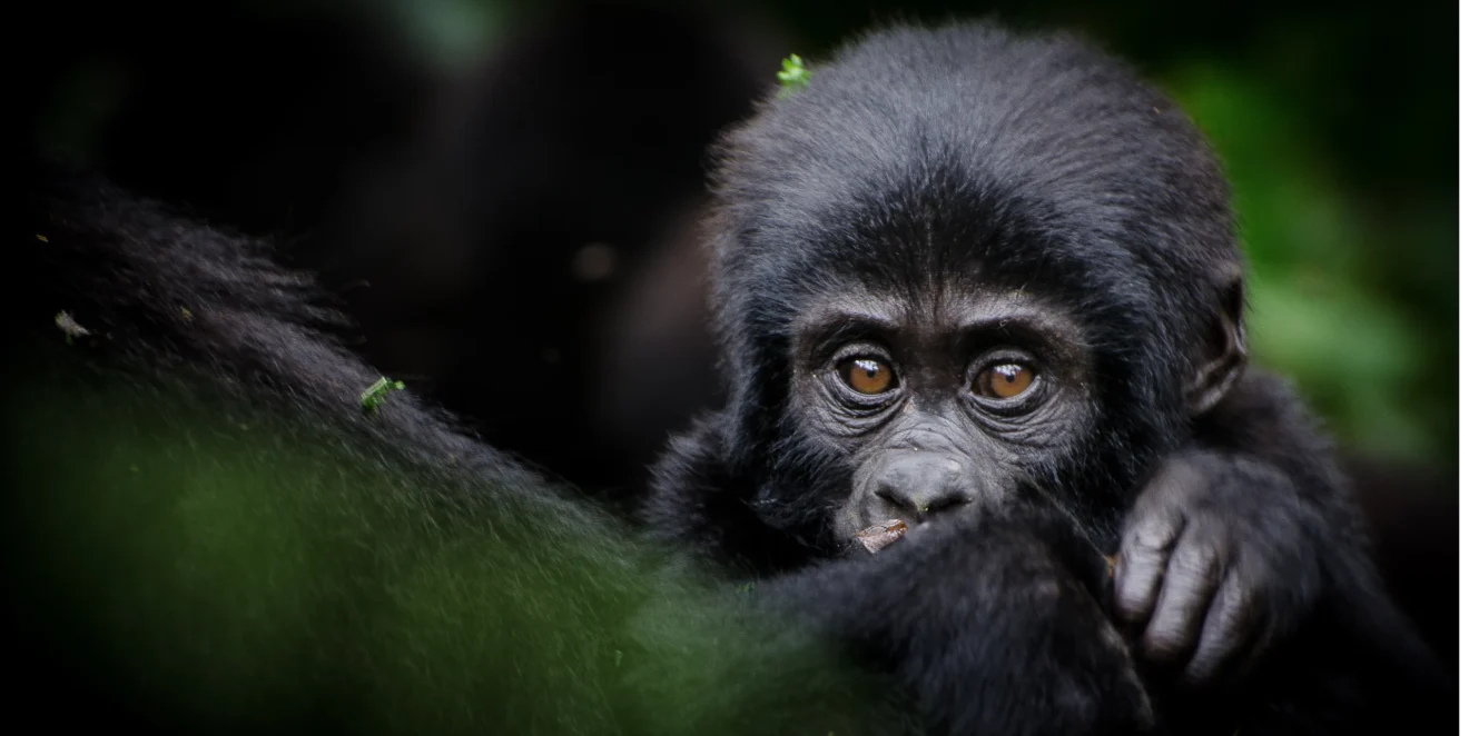 content-blog-uganda-1