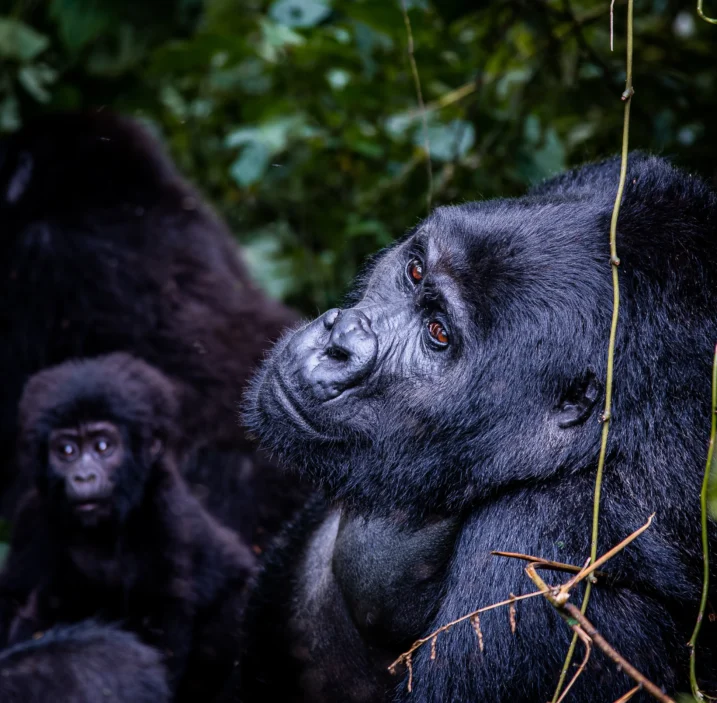 content-blog-uganda-4