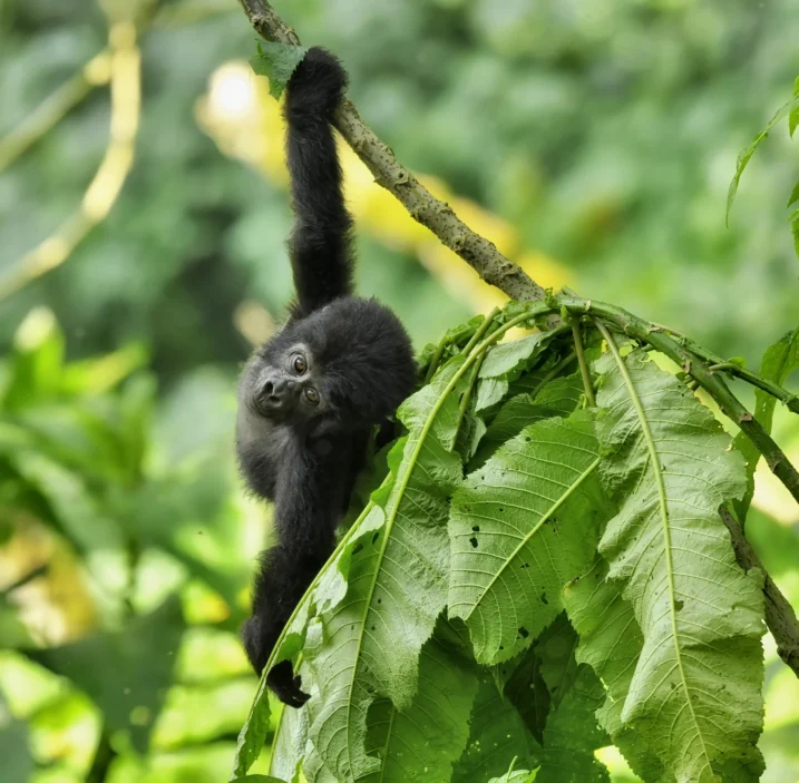 content-blog-uganda-5